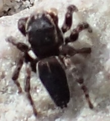 Maratus proszynskii