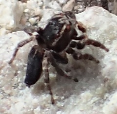 Maratus proszynskii