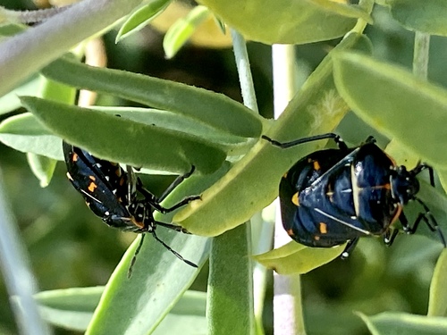 iNaturalist observation photo of Harlequin Bug