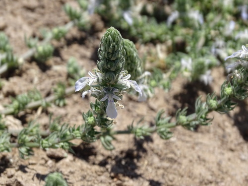 dwarf germander (Teucrium depressum)