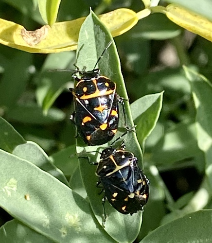 iNaturalist observation photo of Harlequin Bug