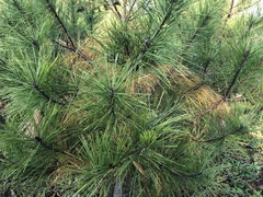 Pinus densiflora