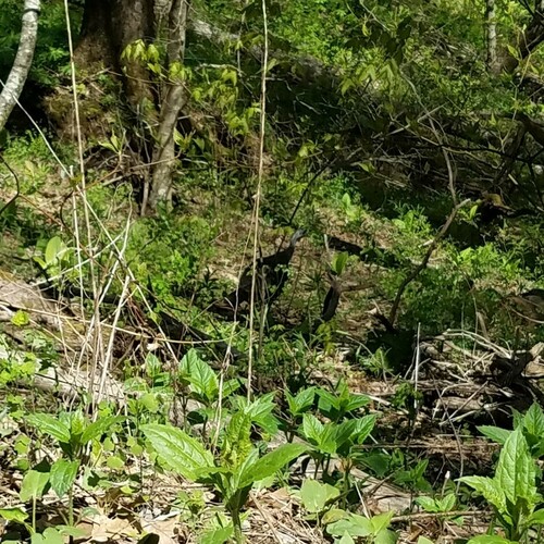 Wild Turkey photographed in Georgia