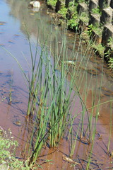 Schoenoplectus scirpoides