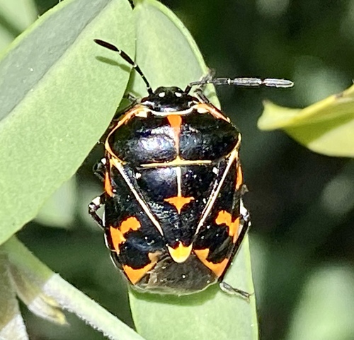 iNaturalist observation photo of Harlequin Bug