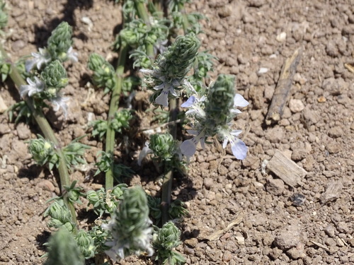 Image of Teucrium depressum by (c) Alexis López Hernández, some rights reserved (CC BY)