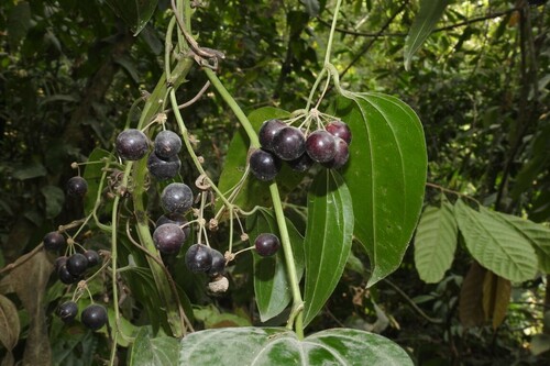Sarsaparilla