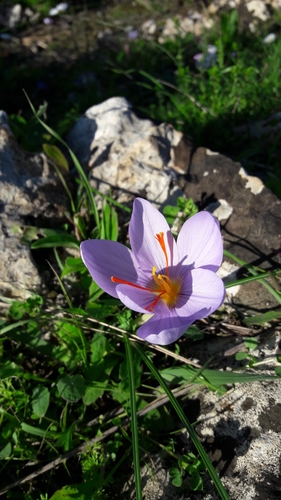 Image of Crocus longiflorus by (c) Leonardo Ancillotto, some rights reserved (CC BY)