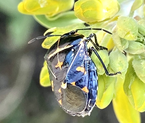 iNaturalist observation photo of Harlequin Bug