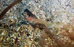 Gobius kolombatovici