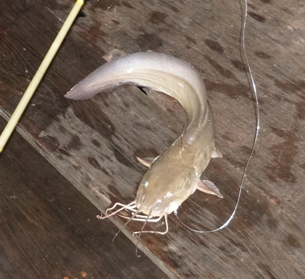 Barbel Eel Catfish