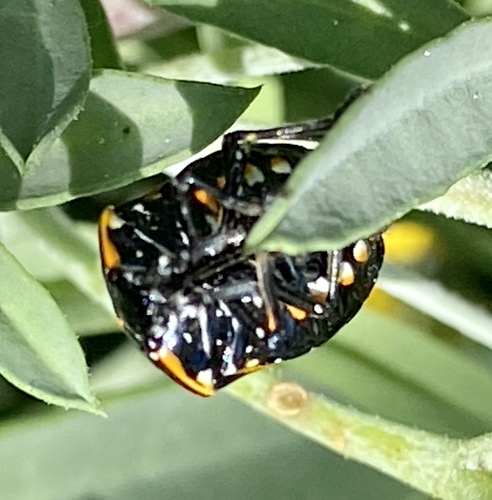 iNaturalist observation photo of Harlequin Bug