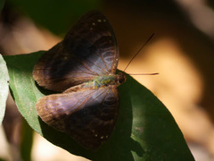 Euriphene tadema nigropunctata