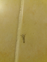 Yponomeuta strigillatus