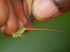 Ceriagrion