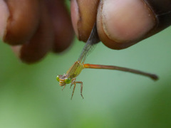 Ceriagrion