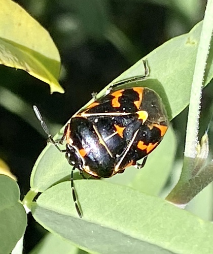 iNaturalist observation photo of Harlequin Bug