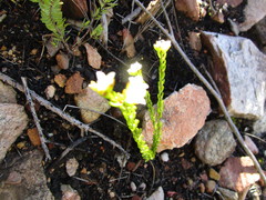 Lachnaea sociorum