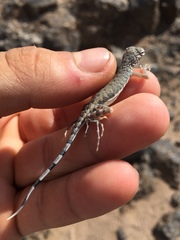 Callisaurus draconoides rhodostictus