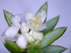 Lachnaea sociorum