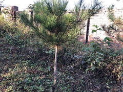 Pinus densiflora