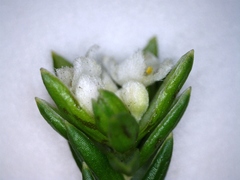 Lachnaea sociorum