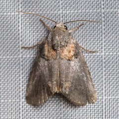 Aleptina clinopetes