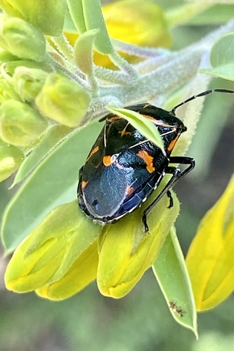 iNaturalist observation photo of Harlequin Bug