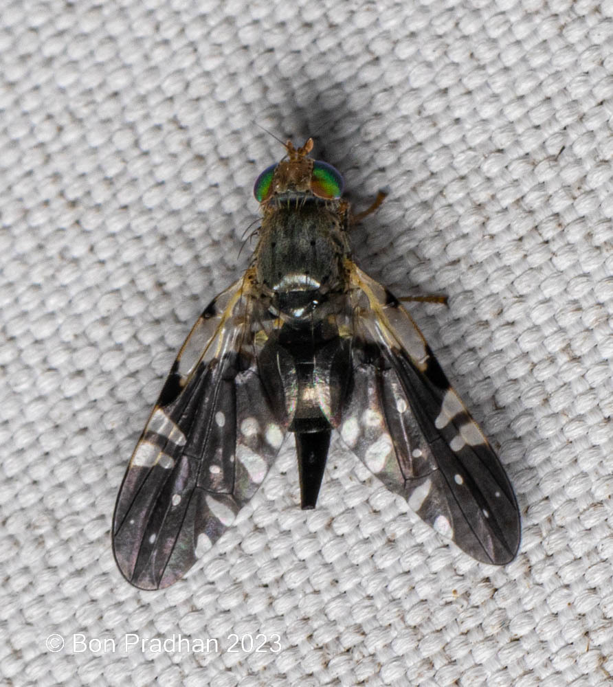 Tephrella