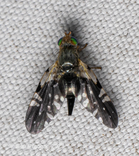 Tephrella decipiens