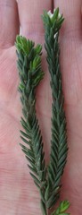 Lachnaea sociorum
