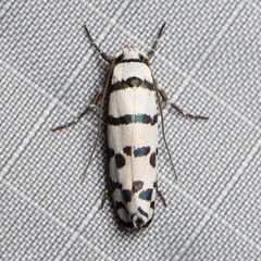 Ethmia phoenicura