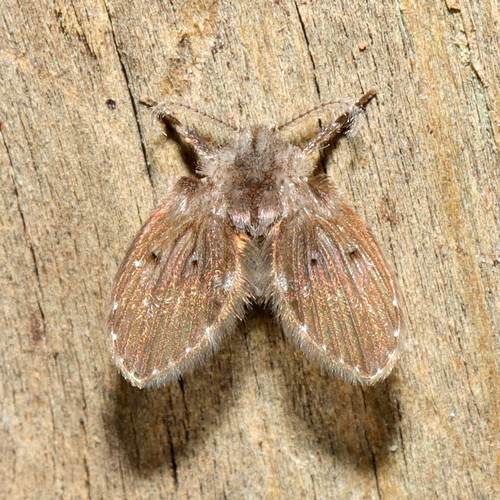 Drain fly