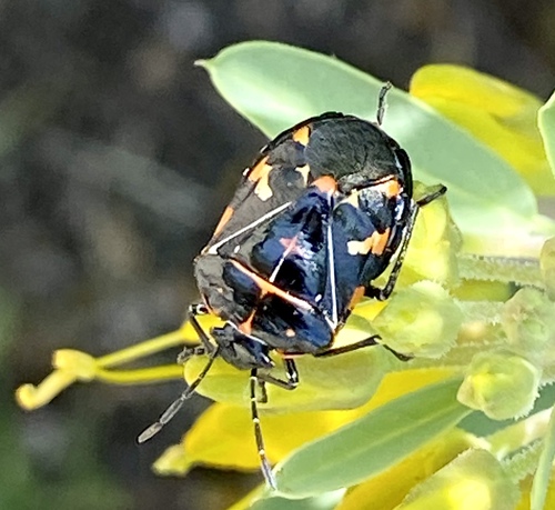 iNaturalist observation photo of Harlequin Bug