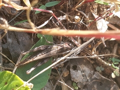 Shirakiacris shirakii