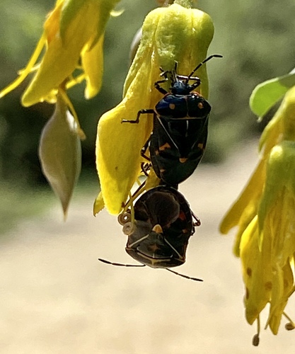 iNaturalist observation photo of Harlequin Bug