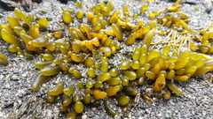 Adenocystis utricularis