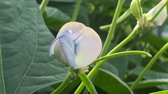 Vigna unguiculata sesquipedalis