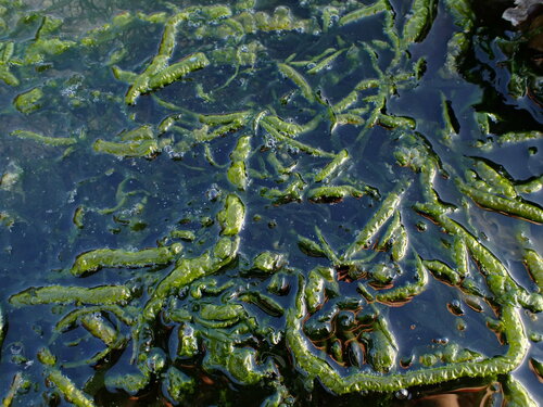 Ulva intestinalis