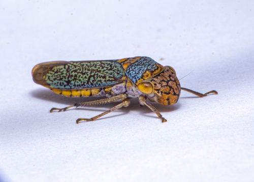 Broad-headed Sharpshooter