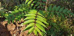 Ailanthus