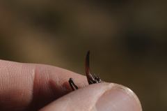 Metrioptera brachyptera