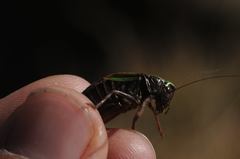 Metrioptera brachyptera