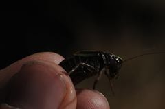 Metrioptera brachyptera