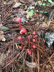 Monotropa coccinea
