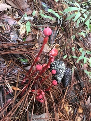 Monotropa coccinea