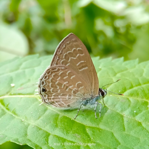 Anthene philo