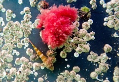 Bovichtus angustifrons