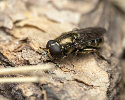 Lesser Bulb Fly photo 2