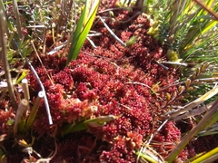 Sphagnum